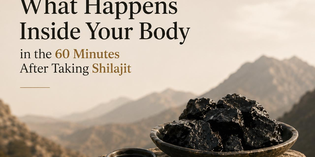 The 60 minutes after you take shilajit: what is actually happening inside your body