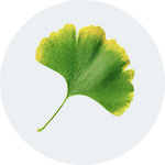 Ginkgo Biloba