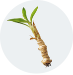  Panax Ginseng 