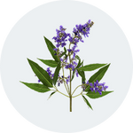 Vitex Agnus